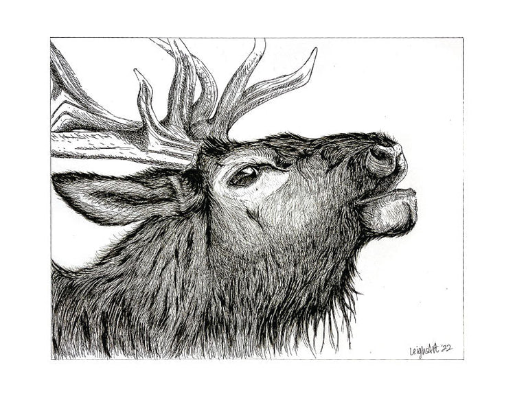 Original Ink Sketches