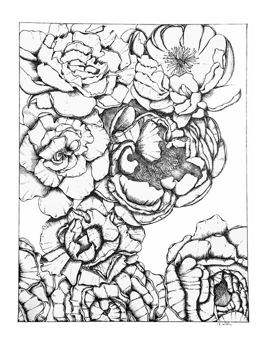 Prints - Peonies Sketch