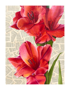 Prints - Orange Gladiolus